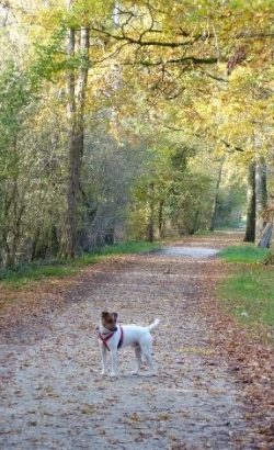 Gîte grande capacité Chien accepté Entre Loyre et Canaux BRIARE 45250 Loiret 45